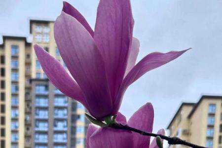 紫玉兰最忌三种属相 玉兰树为什么不建议种
