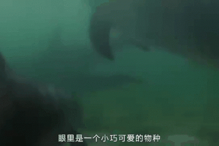 厉行节约打一动物答案揭晓，着个动物代表什么寓意？