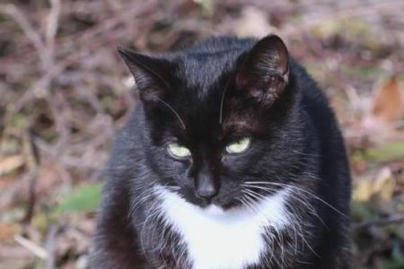 黑猫到底吉不吉利 黑猫到底吉不吉利呀