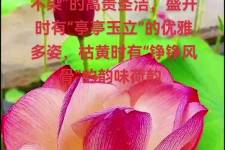 近水楼台指什么生肖