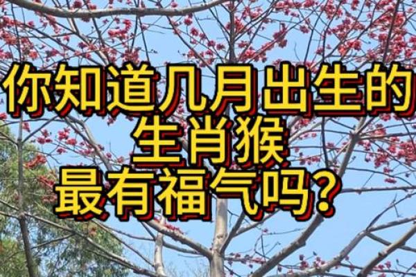 2004年属猴几月出生好 2004年属猴几月出生最好命