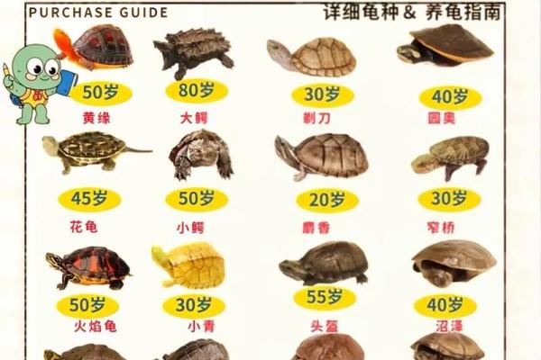 养三只乌龟为什么不吉利 养三只乌龟好不好