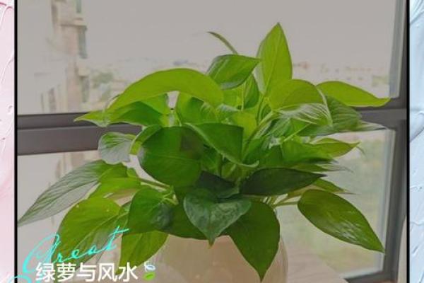 客厅养绿萝到底吉不吉利 客厅能养绿萝吗