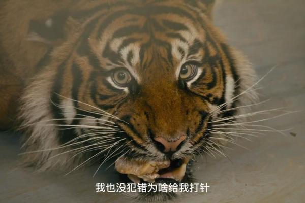‌艺高胆大打一正确生肖 → 虎（虎啸山林，艺高胆壮）‌