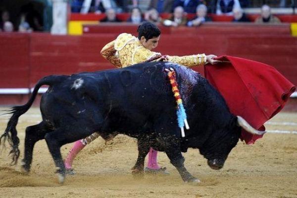 爪牙之士打正确动物(爪牙之士是什么生肖)