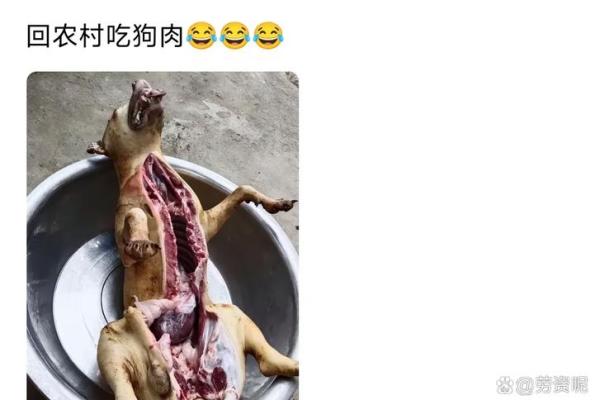 ‌帮狗吃食是什么生肖 → 狐‌（狐假犬威，分食残羹）