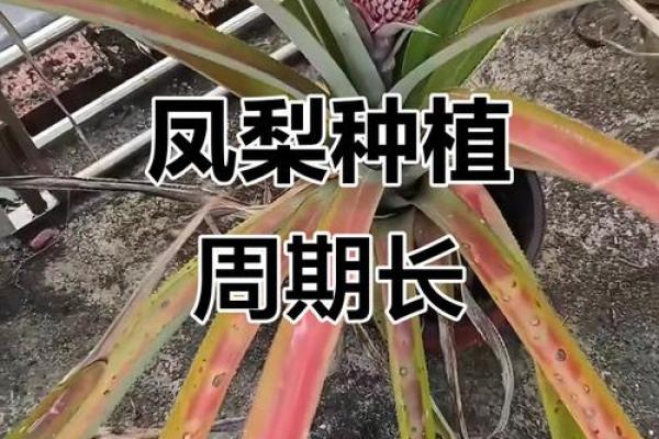 凤梨头三个属相不能养 凤梨有什么寓意吗