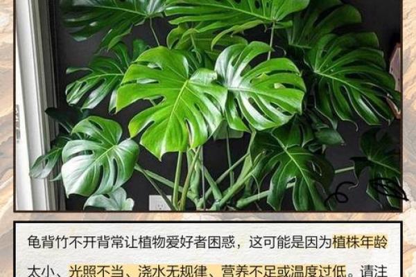 4个属相不能养龟背竹 龟背竹放在家里哪个地方最好