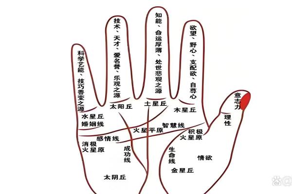人无名指比食指长代表什么意思 无名指比食指长代表什么意思女生图片