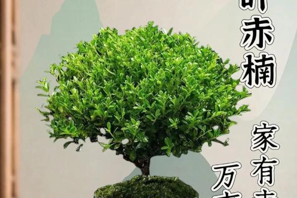什么属相不能养小叶赤楠 什么属相不能养小叶赤楠植物