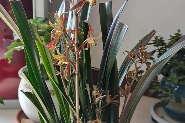 墨兰最忌三种属相 墨兰的寓意是什么