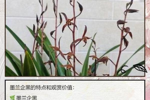 墨兰最忌三种属相 墨兰的寓意是什么