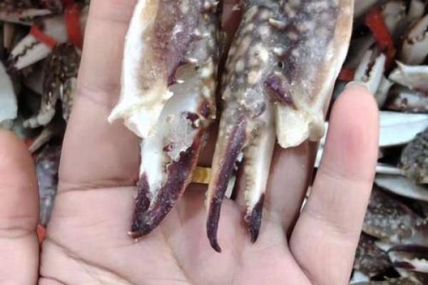 蟹钳最忌三种属相 蟹钳能不能吃