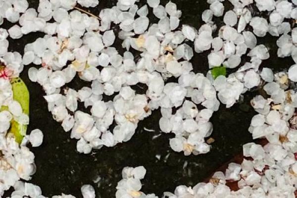 落花流水着个成语代表什么生肖？求详细解释和原因分析