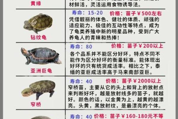 哪些属相不能养龟 哪些生肖不能养龟
