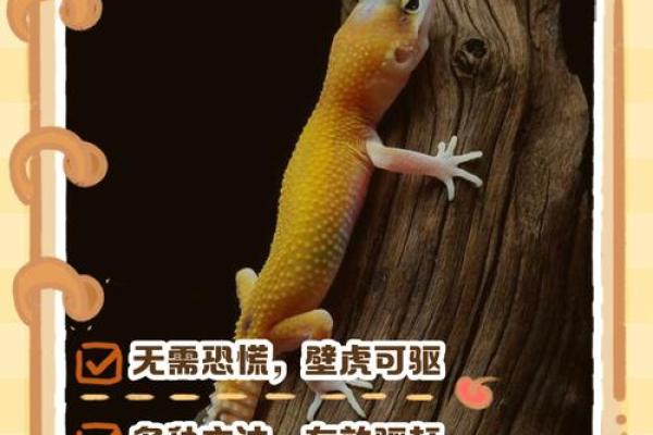 家中有壁虎吉利吗 家里有壁虎有什么说法吗
