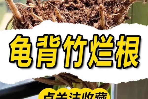 4个属相不能养龟背竹 4个属相不能养龟背竹吗为什么