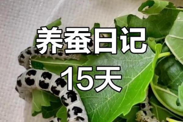 家里养蚕吉不吉利 家中养蚕对人身体健康影响吗