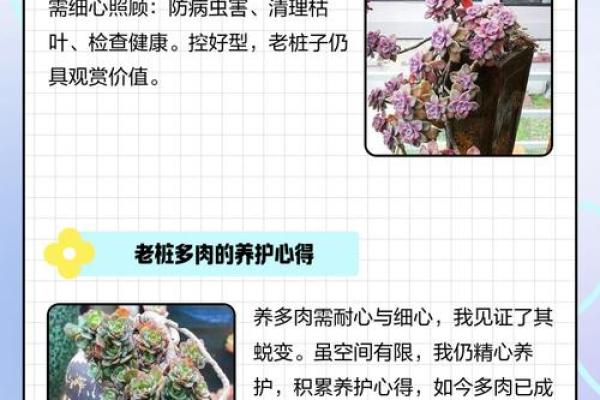 送多肉不吉利的原因 送多肉代表什么意思是什么