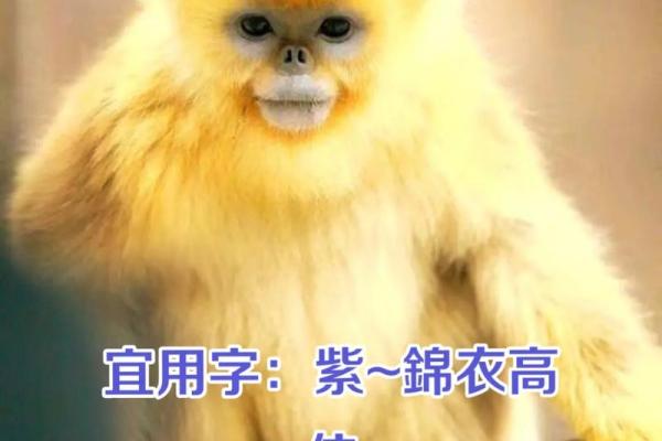 朋字最忌三种属相 朋字指什么生肖