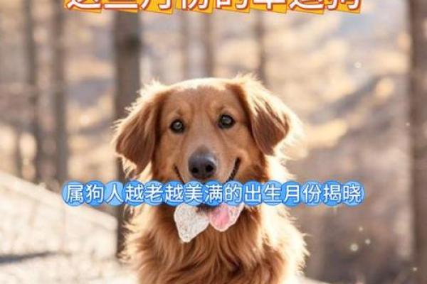 属狗人几月出生命运最好农历 属狗的人几月出生最好命运