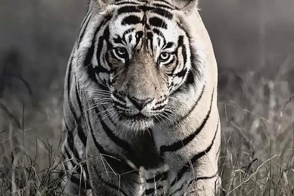 一身正气代表什么动物？寻找象征正直与勇气的生物