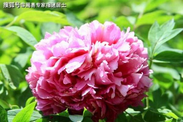 1996年属鼠的男生晚婚好吗，几岁结婚最幸福