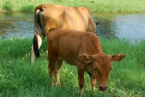 战无不胜打一生肖 战无不胜打一最佳生肖动物