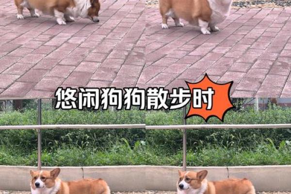 狗狗散步时总是东张西望警惕周围环境是什么原因导致的呢？