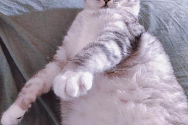 ‌肥肥胖胖打一生肖 → 猪（猪体丰腴，肥肥胖胖）‌