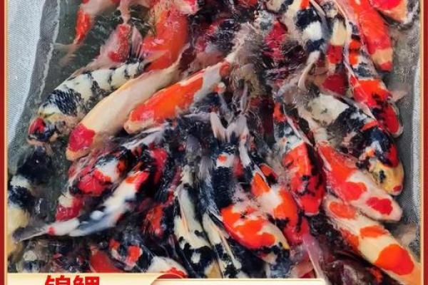 锦鲤属于什么鱼类 锦鲤是鲤科鱼类的一种