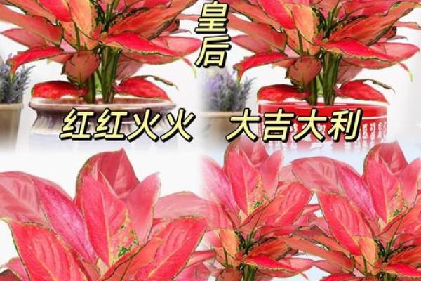 吉祥红最忌三种属相 吉祥红如意怎么养