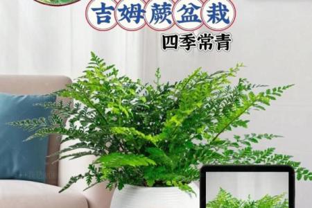 吉姆蕨什么属相不能养 吉姆蕨为什么那么贵