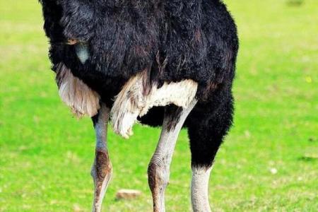 遮天盖地是指什么动物？它的特征和生活习性详解