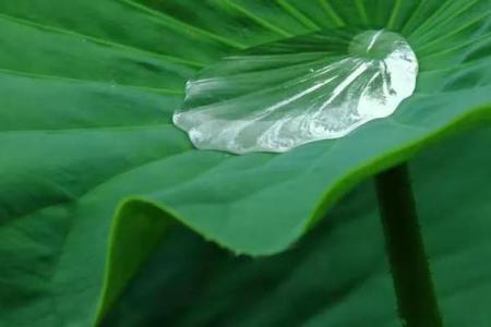 花落谁家是什么生肖(花落谁家指点一个生肖)