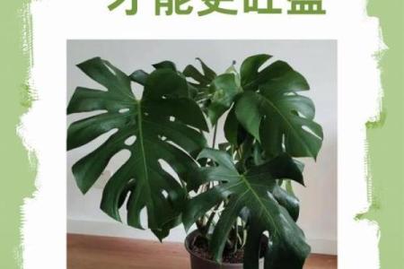 4个属相不能养龟背竹 龟背竹放在家里哪个地方最好