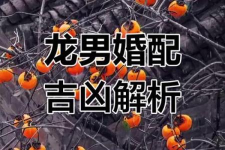 2000年男龙最佳婚配属相 龙的婚配属相最好