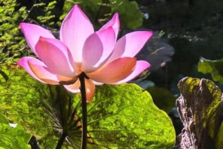 ‌仗势欺人打一生肖 → 狐‌（狐假虎威，欺压良善）