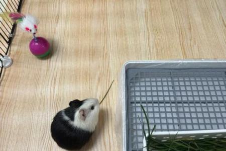 家里养豚鼠为啥不吉利 寝室养豚鼠