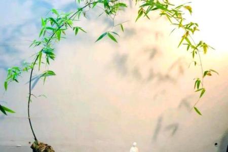 竹子摆在家里什么位置比较好 家里竹子的摆放哪里能带来好运
