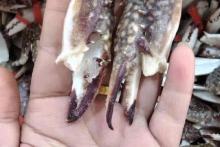 蟹钳最忌三种属相 蟹钳能不能吃