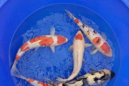 三色锦鲤在风水的作用 三色锦鲤能活多久