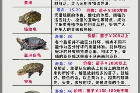 哪些属相不能养龟 哪些生肖不能养龟