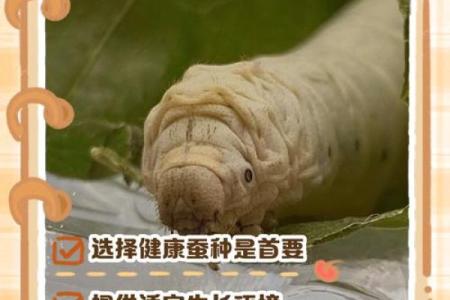 家里养蚕吉不吉利 家中养蚕对人身体健康影响吗