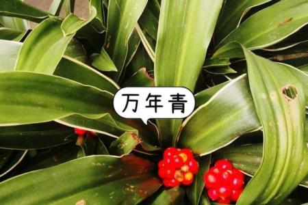 万年青最忌三种属相 万年青放在哪里最旺财