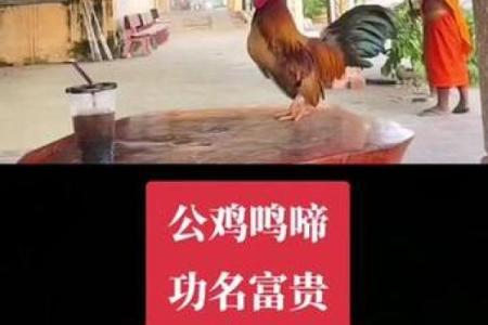 如日中天打一生肖