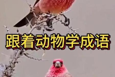 翩翩起舞着个成语最适合用来形容哪种动物的姿态？