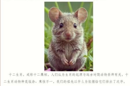 请问根据传统谜语喜上眉梢”所暗示的生肖动物到底是什么？