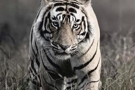 一身正气代表什么动物？寻找象征正直与勇气的生物