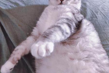 ‌肥肥胖胖打一生肖 → 猪（猪体丰腴，肥肥胖胖）‌